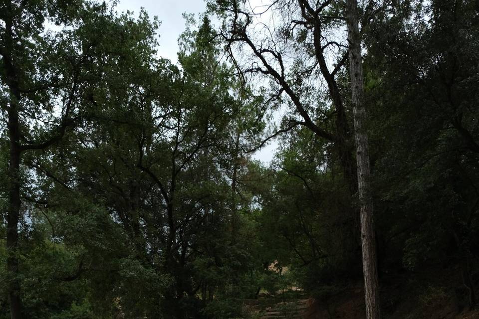 Ceremonia al bosque