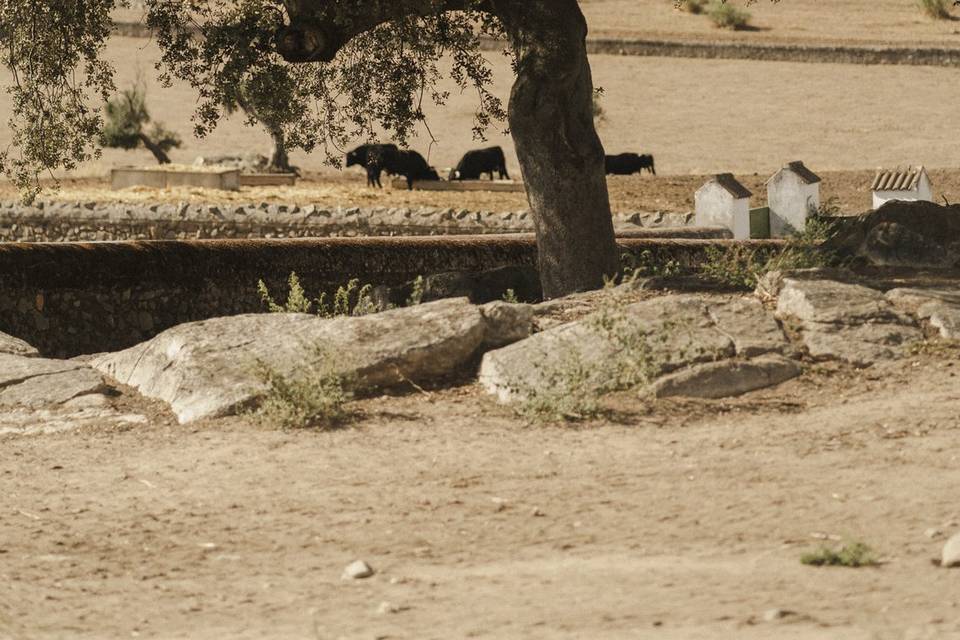 Toros pastando