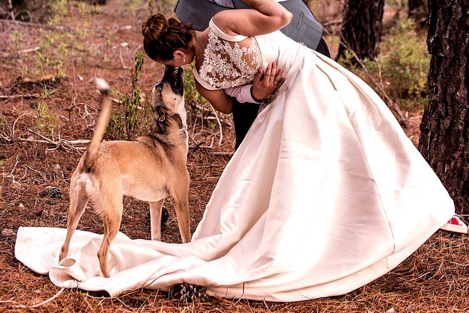 Tus perritos en tu boda