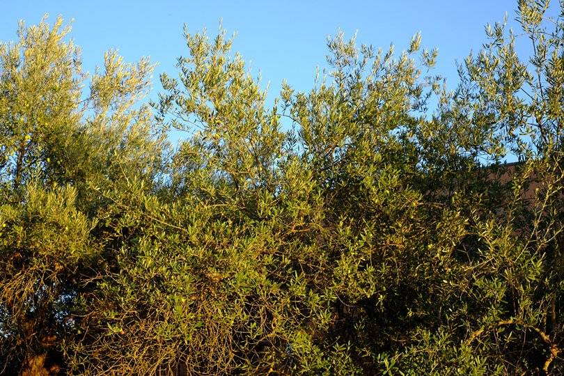 Nuestros Olivos