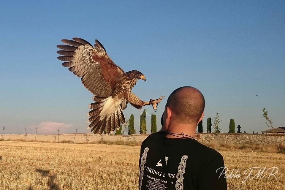 Emociones al vuelo