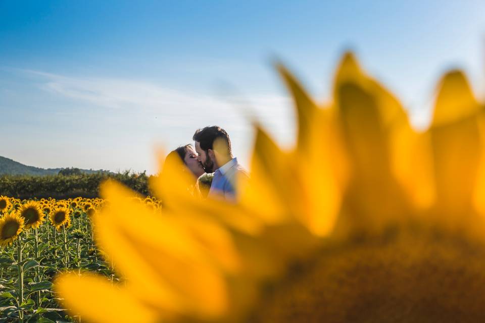 Amor entre girasoles