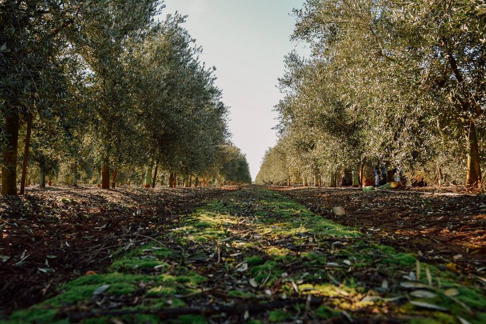 Finca Inedal en Toledo