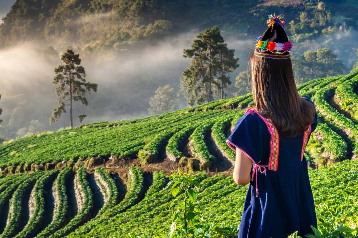 Sapa