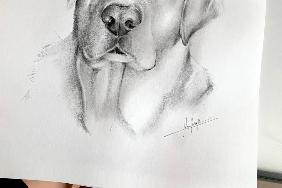 Ilustración en vivo