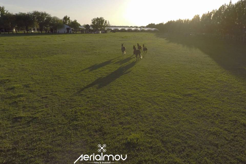 Aerialmov