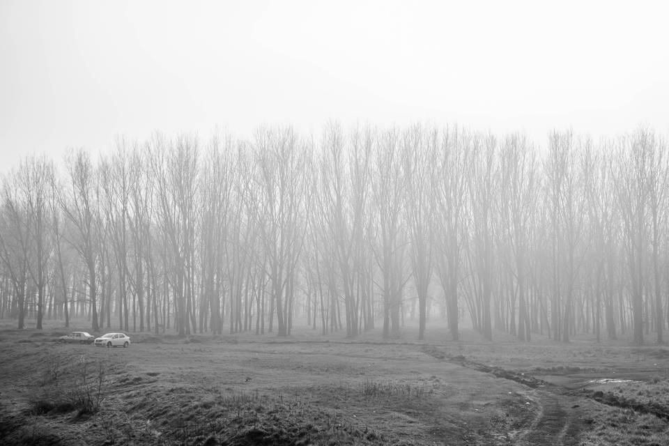 El bosque tenebroso