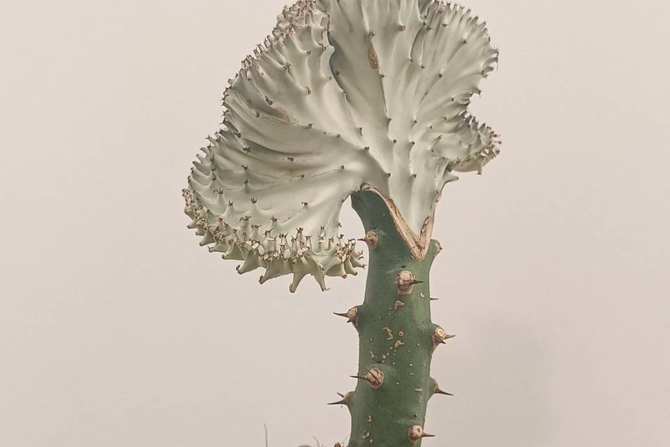 Plantas