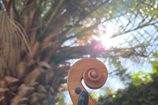 Violín