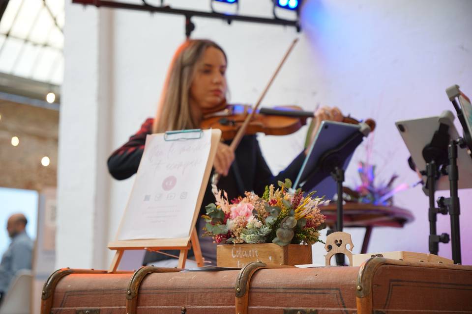 Violinista Rosa