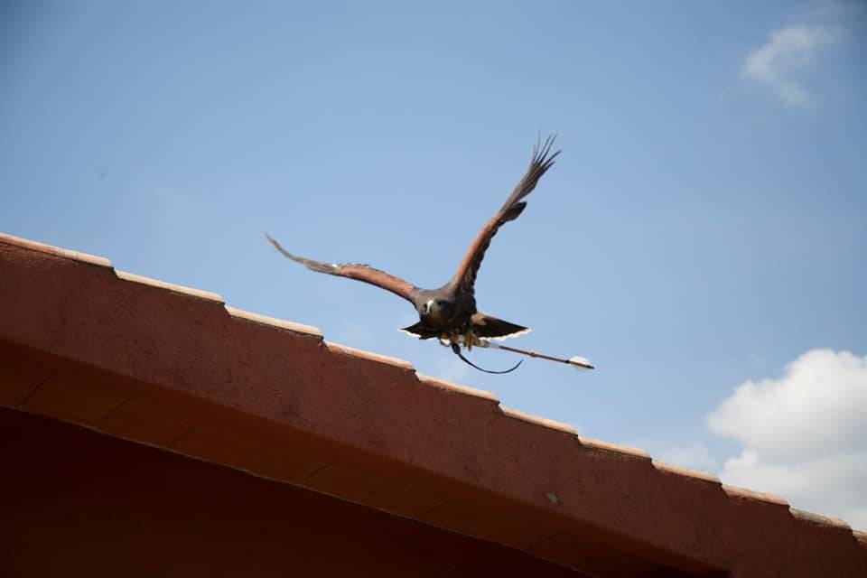 Vuelo con alianzas