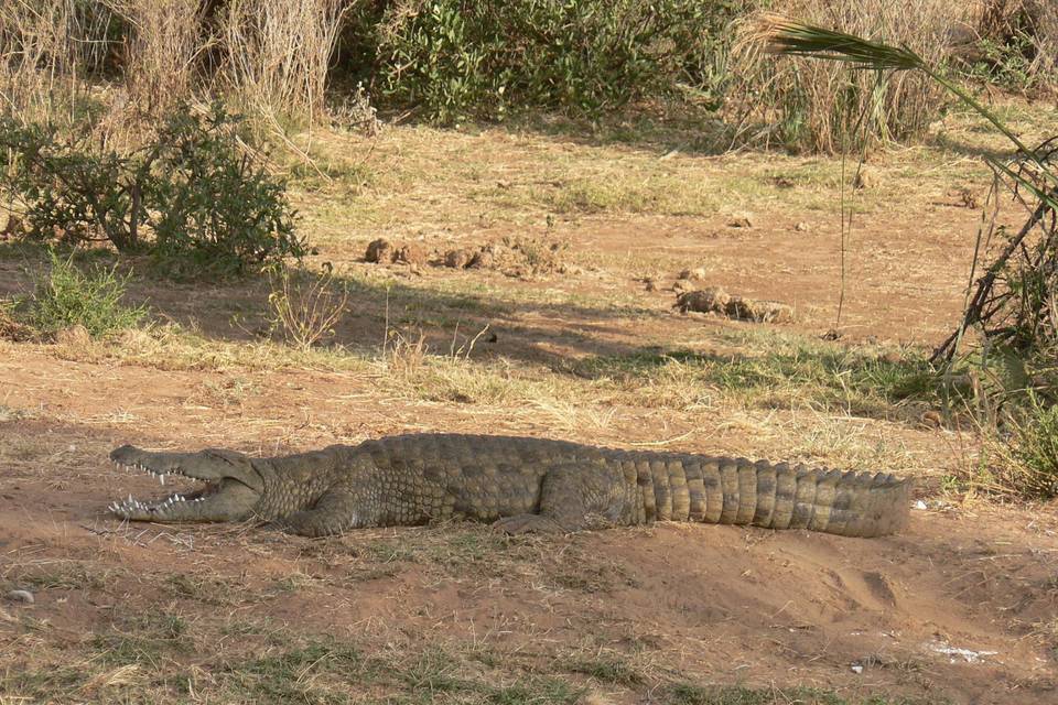 Palm & Acacia safaris