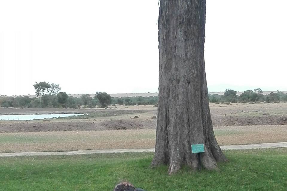 Animales en Libertad