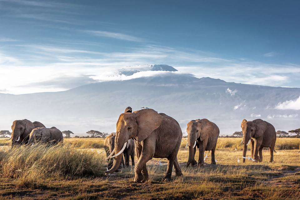 Safari en Africa
