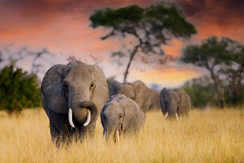 Safari en Africa