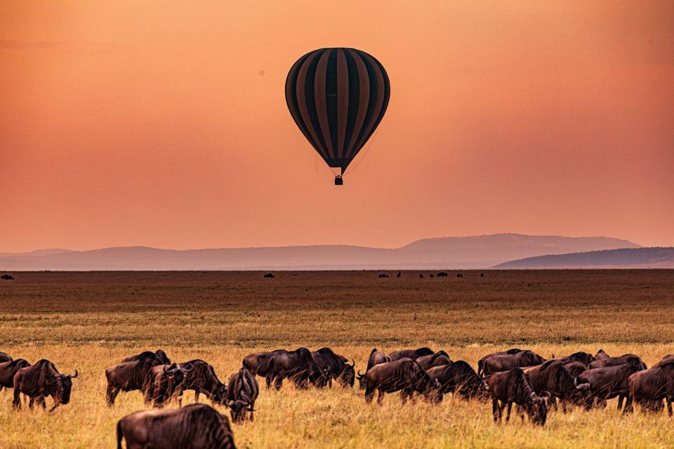 Safari en Africa