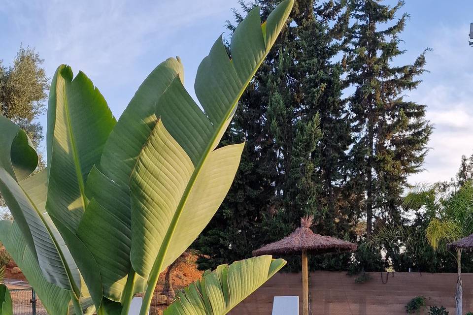 Finca Los Olivos