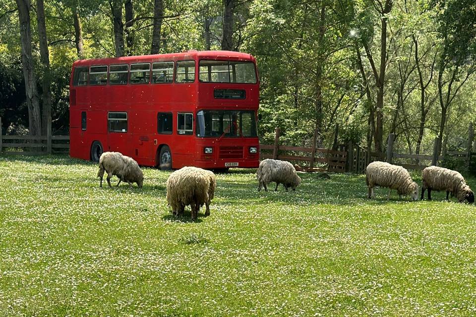 Autobus
