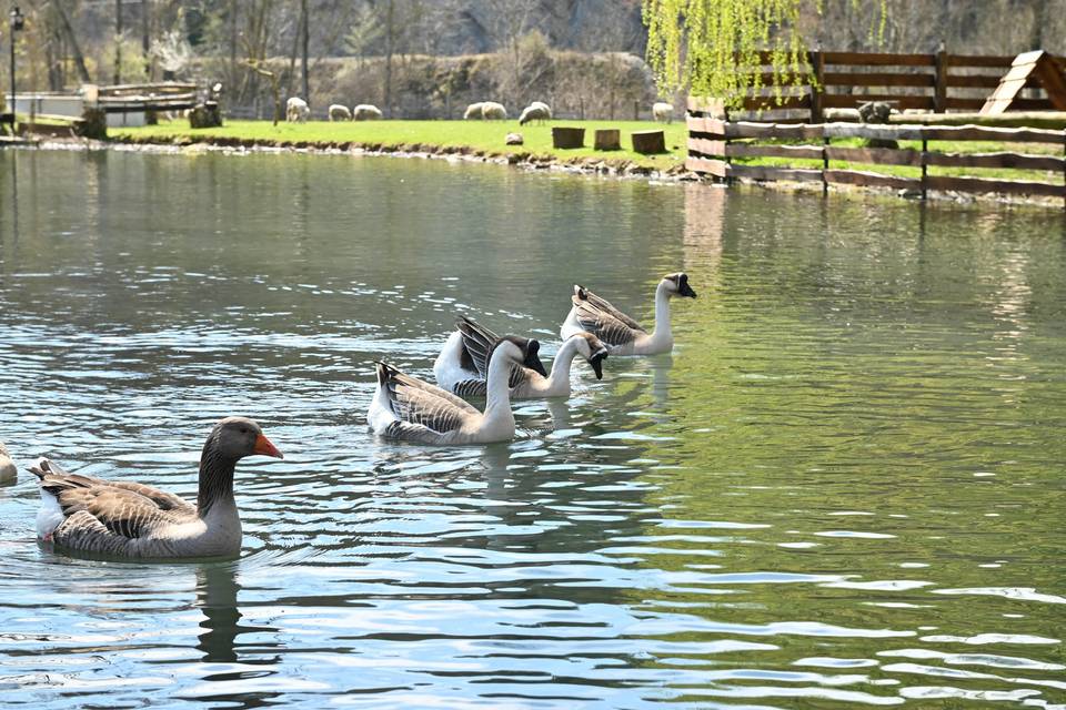 Lago