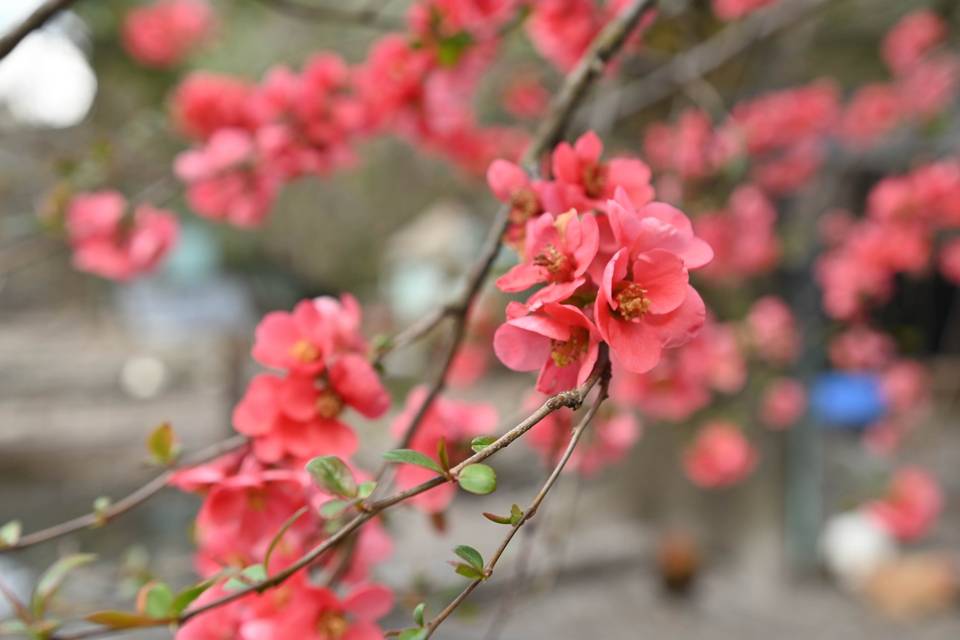 Jardín