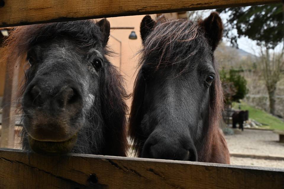 Caballos