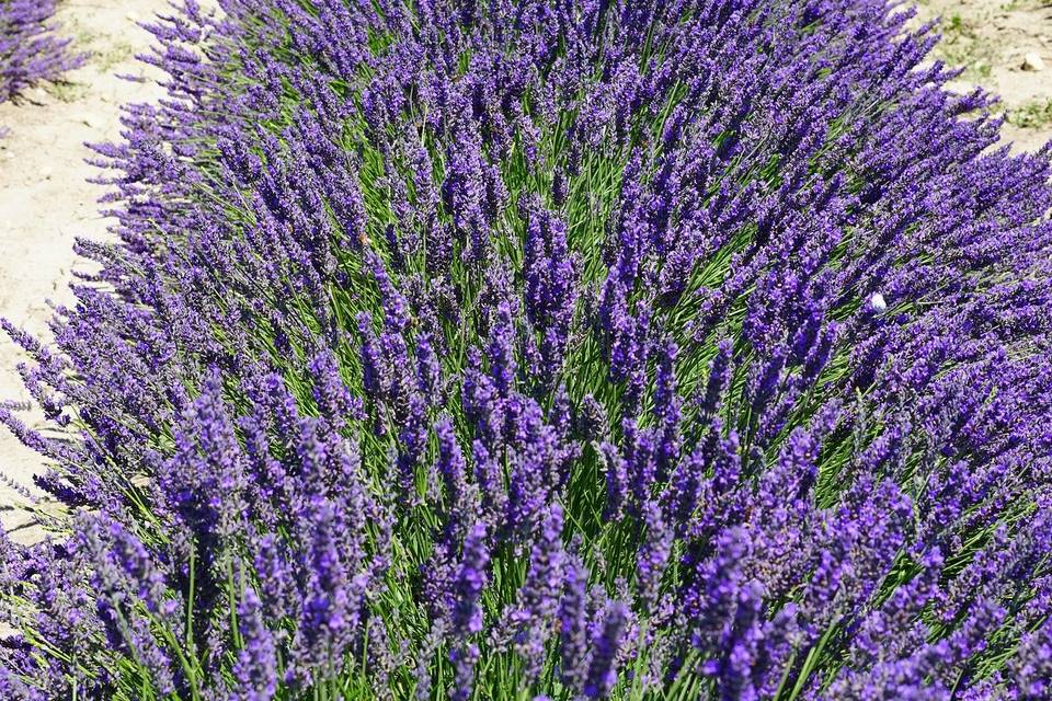 Campos de Valensole