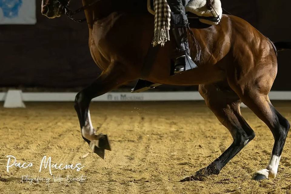 Arte a Caballo