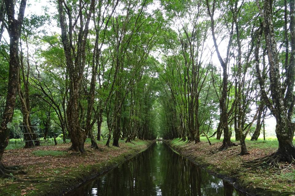 Tortuguero