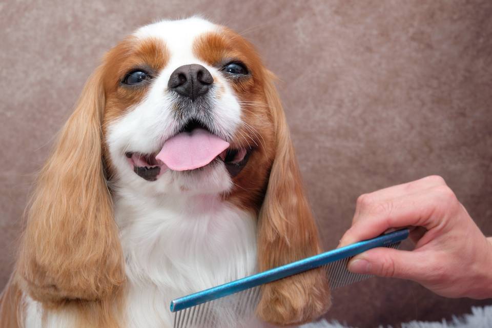 Prepararán a tus mascotas