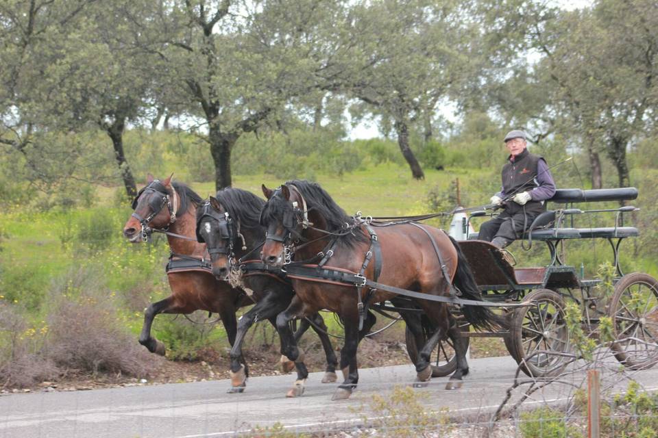 Caballos castaños