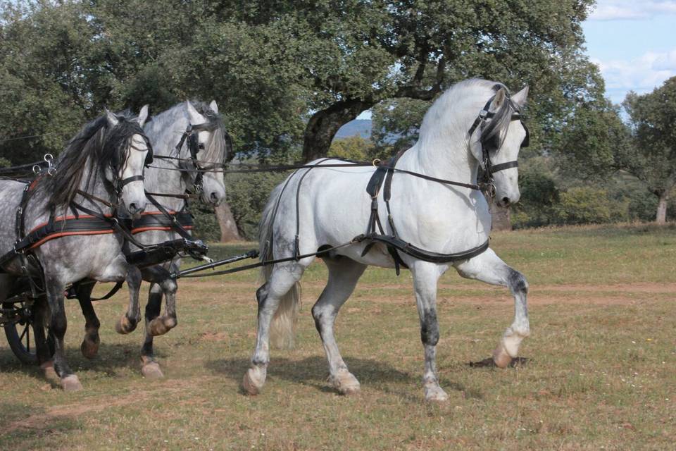 Caballos tordos Pura Raza