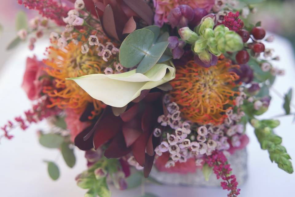 Protea, flor de cera, …