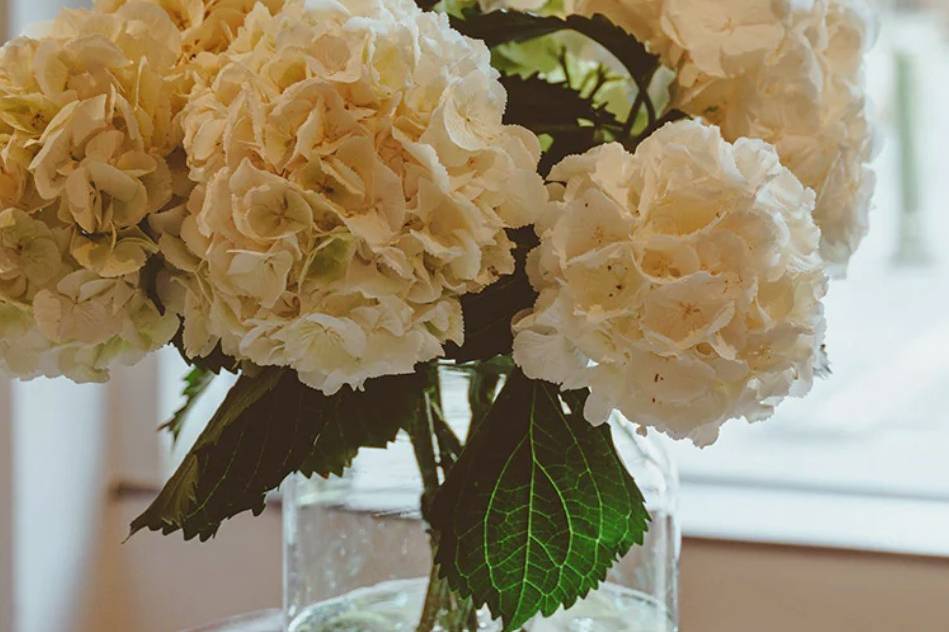 Hortensias