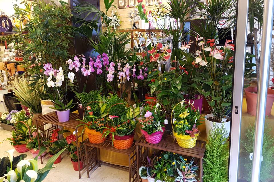 Plantas naturales en tienda