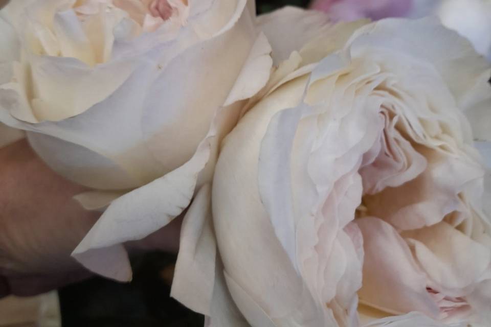 Flores exclusivas temporada