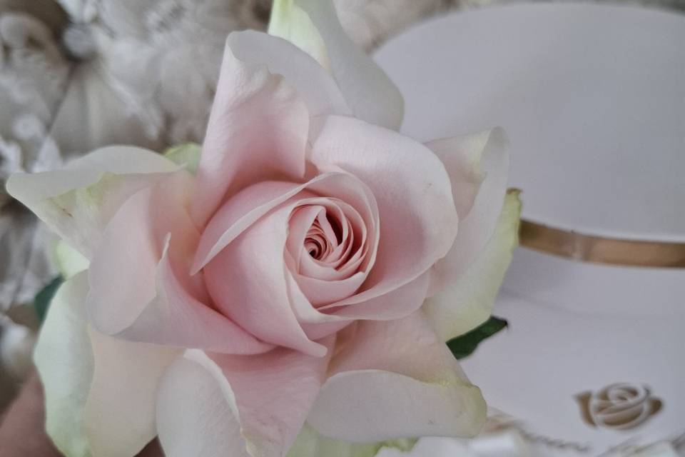Preparación de rosas