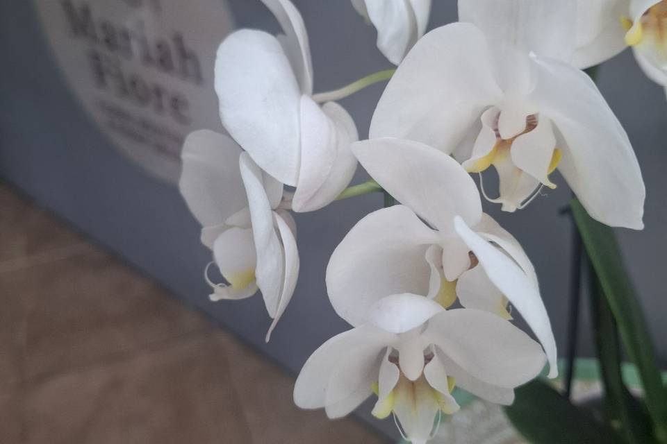 Variedad de orquídeas