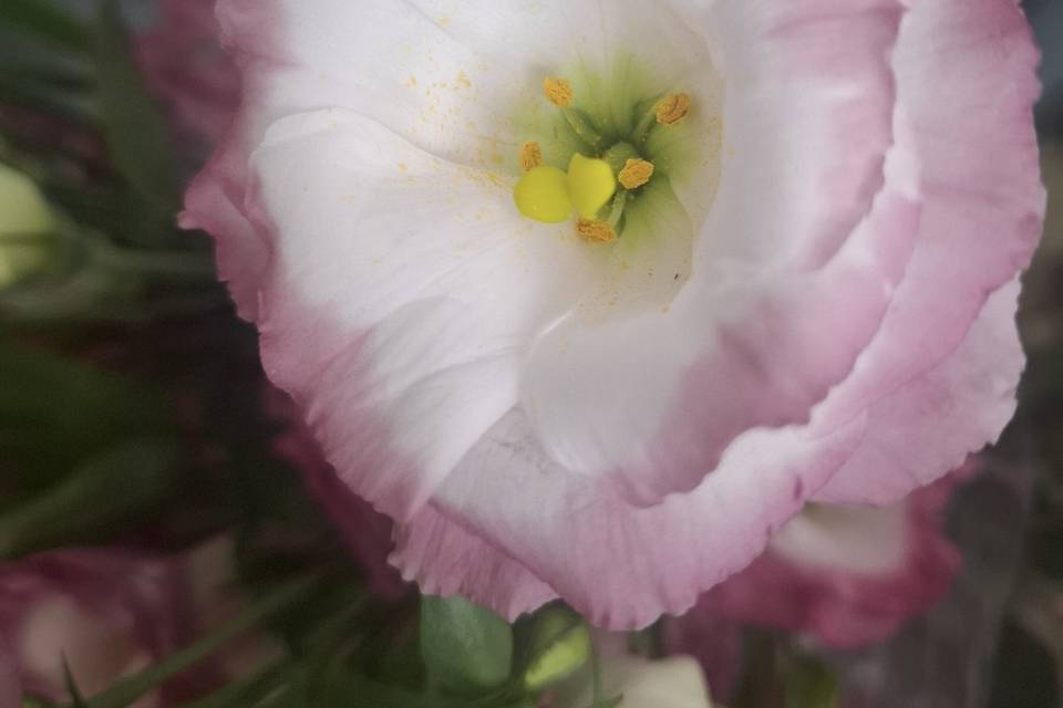 Variedades de flor temporada