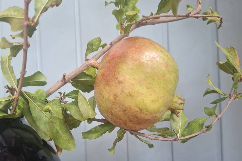 Frutos