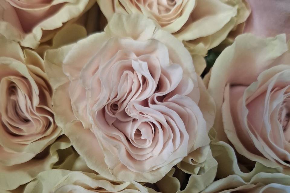 Variedad de rosas