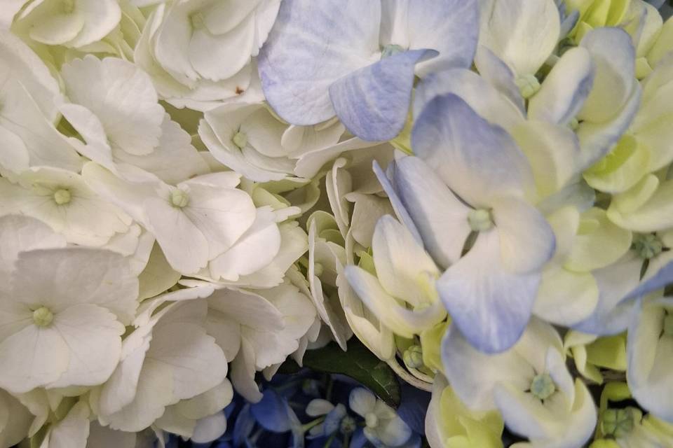 Tipos de flor y color