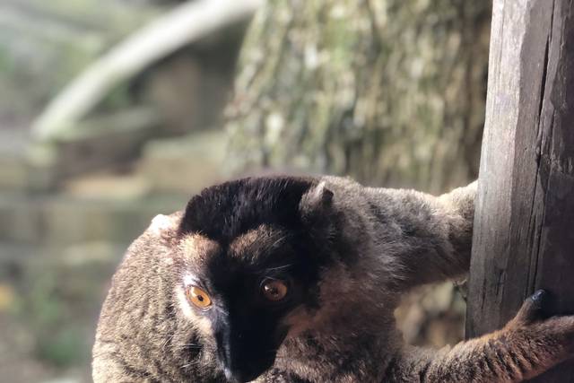 Lemur