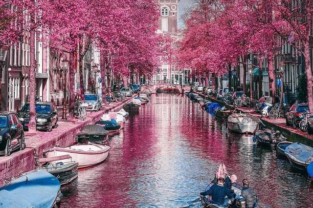 Flores y color