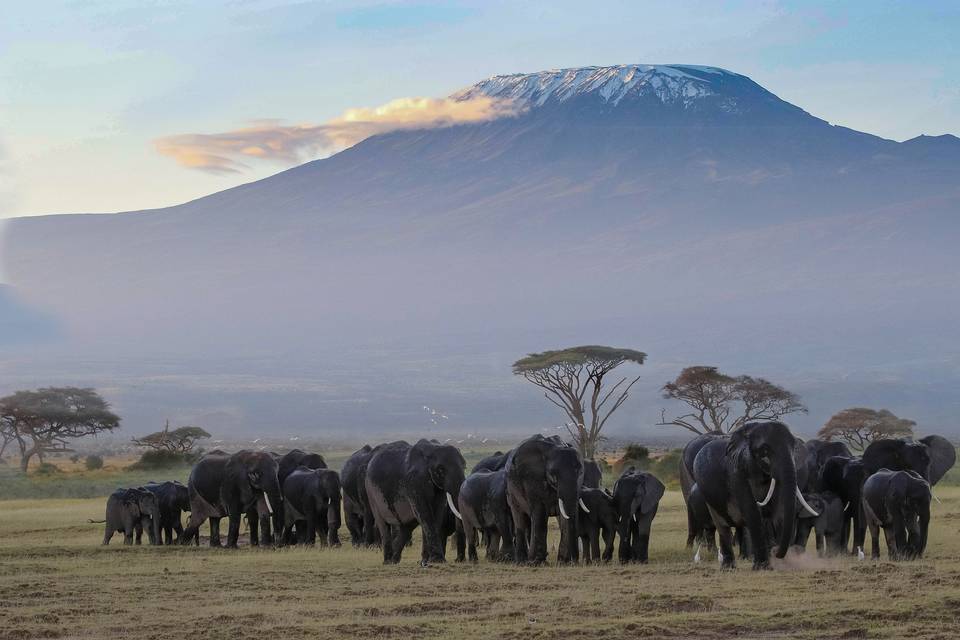 Kilimajaro, Kenia