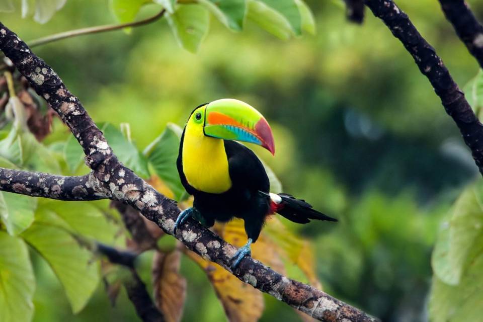 Naturaleza de Costa Rica