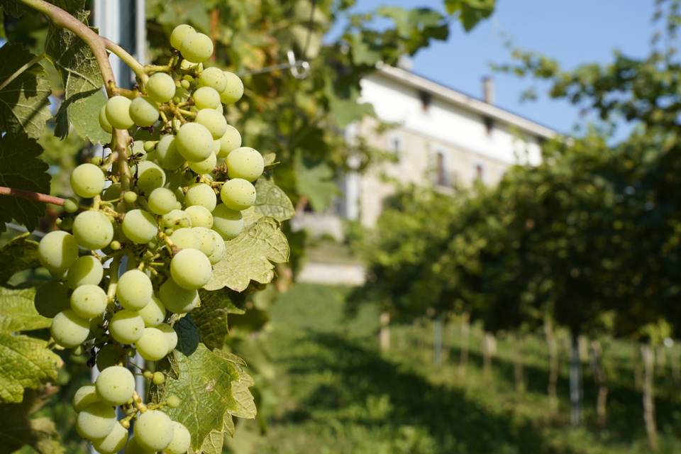 Desde el campo de txakoli