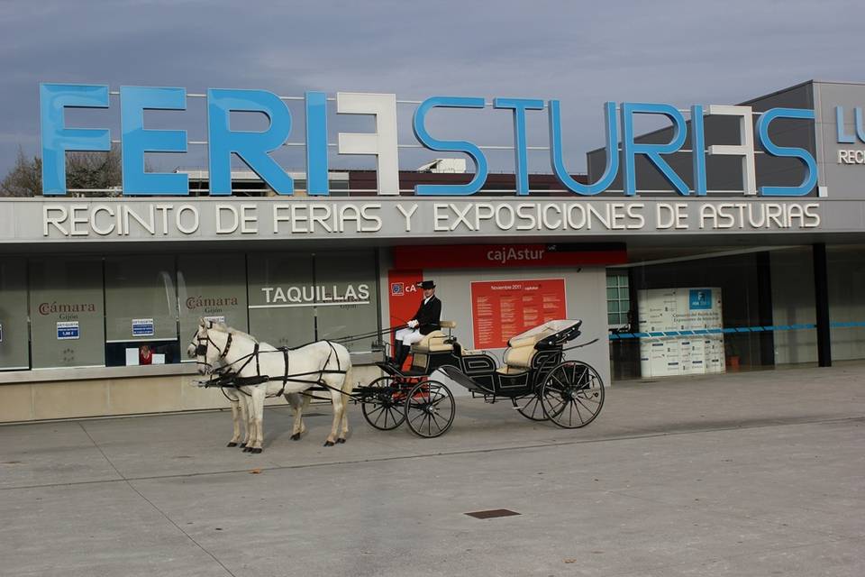 Caballos blancos