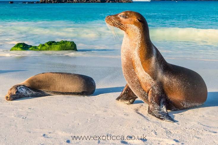 Galápagos para enamorar