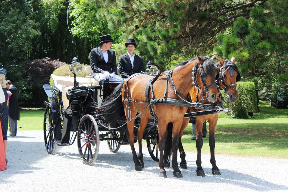 Coche de caballos perfil