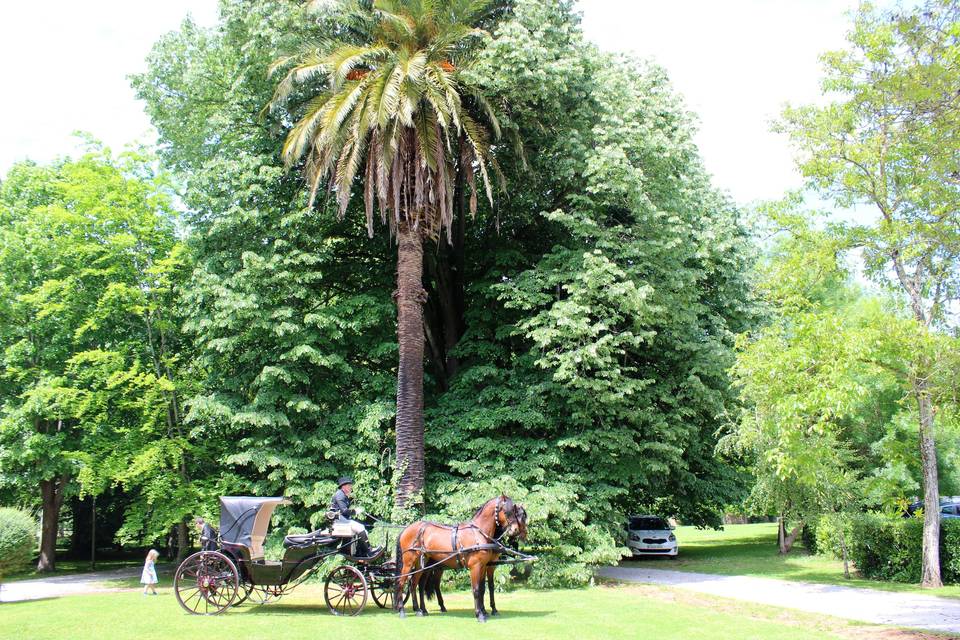 Coche de caballos media capota